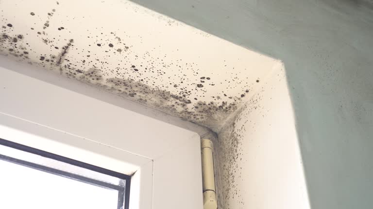 Best Residential Mold Inspection & Testing  in Castle Shannon, PA